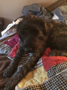 Zena's you're leaving me?  How could you? look.